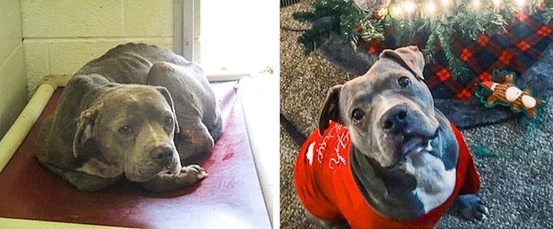 "Prije točno godinu dana smo djevojka i ja spasili ovog dobrog dečka kojeg je u skloništu čekalo uspavljivanje. Tad je bio ranjen i u lošem stanju. Danas je sretniji nego ikad."