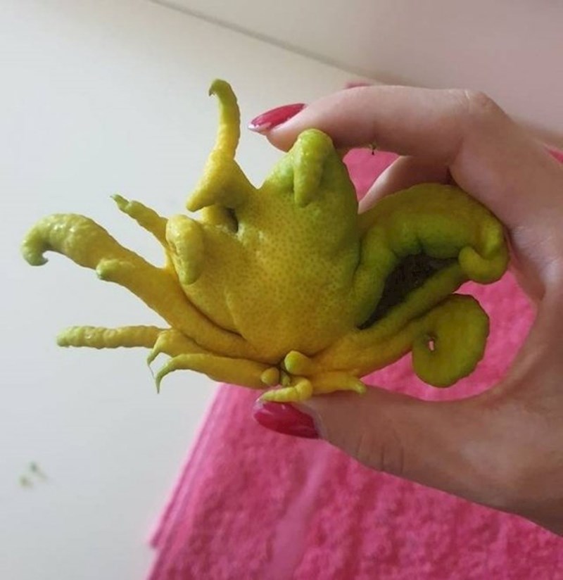 "Ovaj limun izgleda kao da je s nekog drugog planeta."