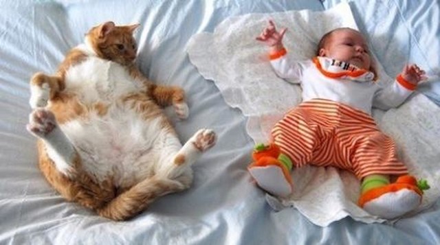 Mačka kopira bebu?