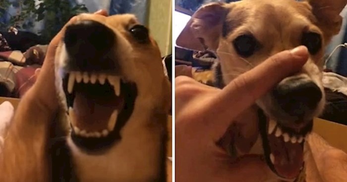VIDEO Pas je počeo režati, a onda je vlasnik učinio nešto što će vas nasmijati do suza