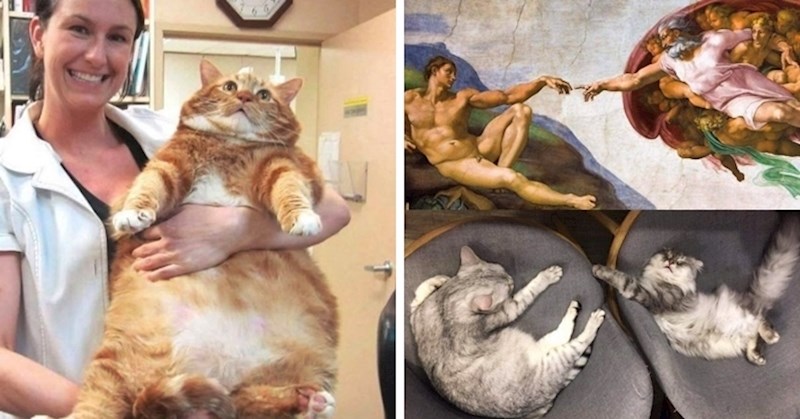 20 zanimljivih fotografija u kojima će uživati svaki ljubitelj mačaka
