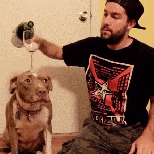 Ovaj pas je pokazao nevjerojatnu dozu discipline, pogledajte što je izveo sa svojim vlasnikom