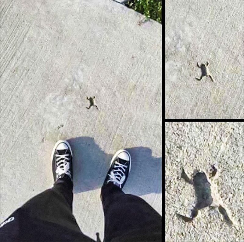 Nadajmo se da je žaba u redu.