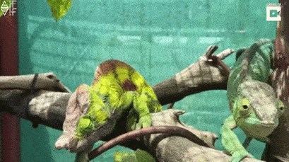 Kameleon se došao glupirati pred kamerom, plakat ćete od smijeha!