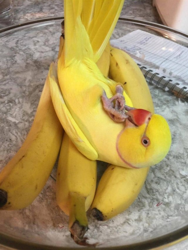 Ptičja bananica