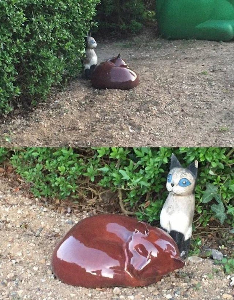 Mala lisica koja izgleda kao g....