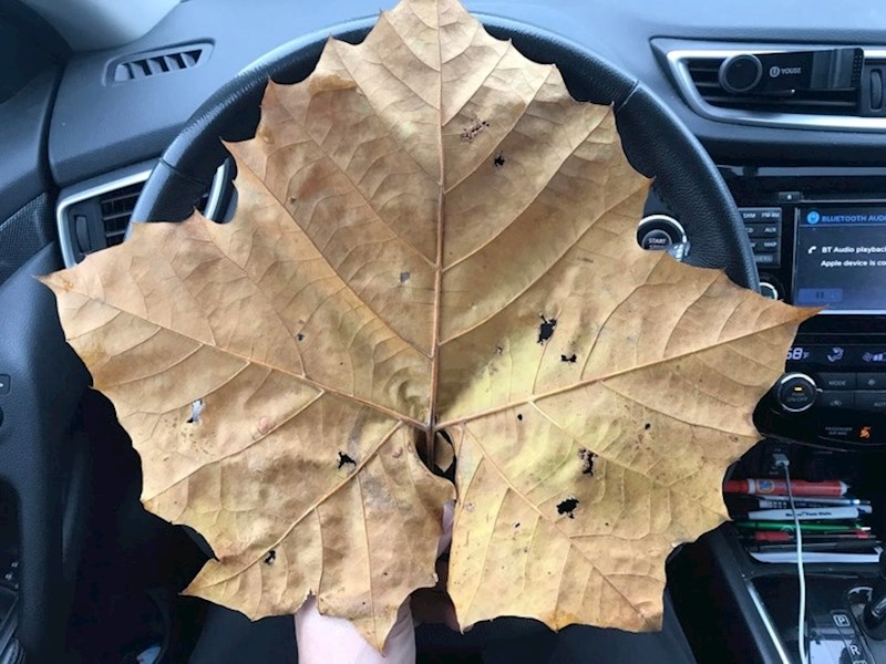 "Pronašla sam list koji je velik kao volan mog auta."