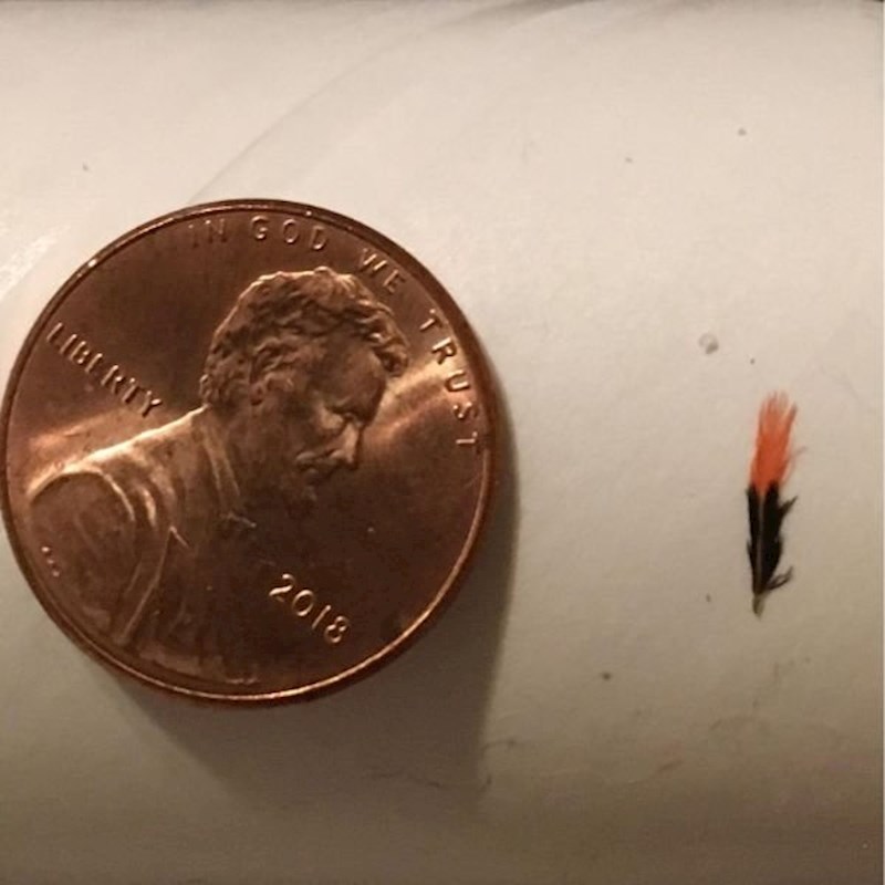 Pogledajte koliko je pero kolibrića!