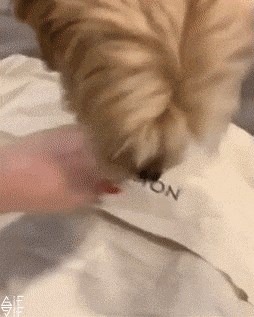 Žena je ponosno snimala svoju novu skupocjenu torbicu, a onda joj je pas pokazao što misli o tome