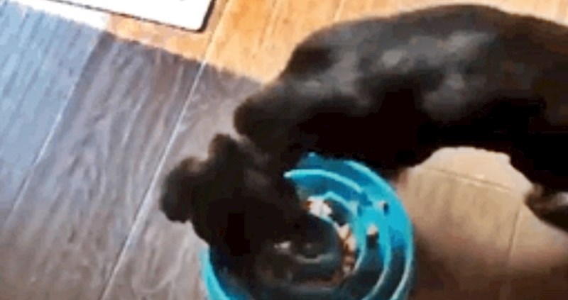 Psu su kupili novu posudicu za hranu pa snimili smiješnu reakciju dok je jeo