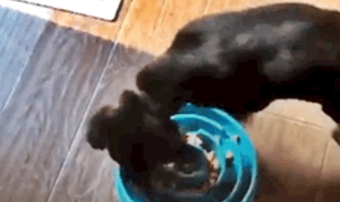 Psu su kupili novu posudicu za hranu pa snimili smiješnu reakciju dok je jeo