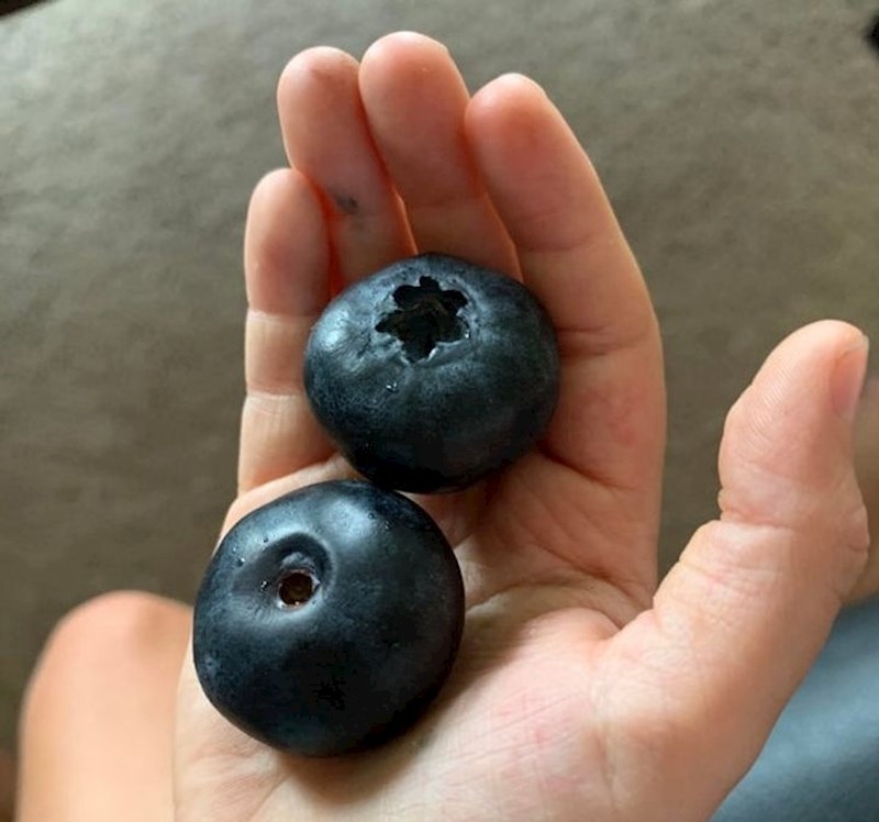 Jeste li ikad vidjeli veće borovnice?