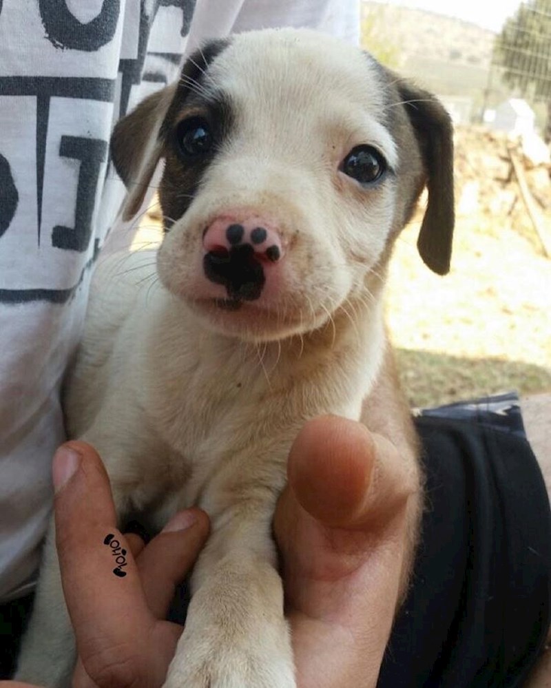 Štene koje izgleda kao da je tetoviralo šapicu na njuški