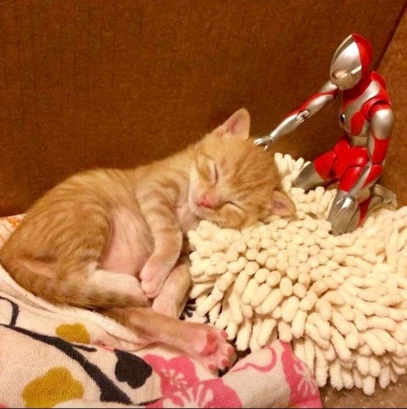 "Prijatelju, budi se. Dosadno mi je..."