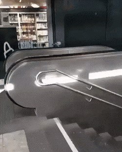 Netko je snimio goluba koji je našao čudnu zanimaciju, pogledajte što je radio