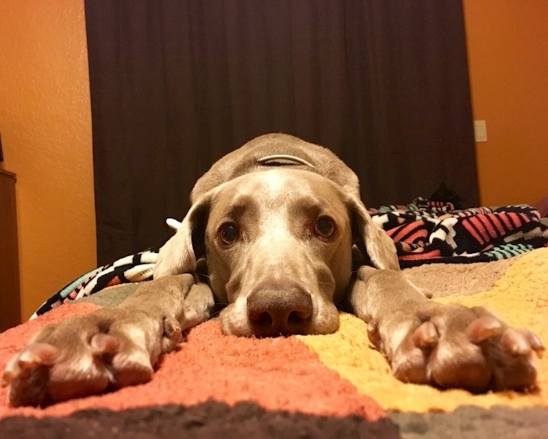 Kad zaboraviš gdje si zakopao svoju omiljenu igračku.