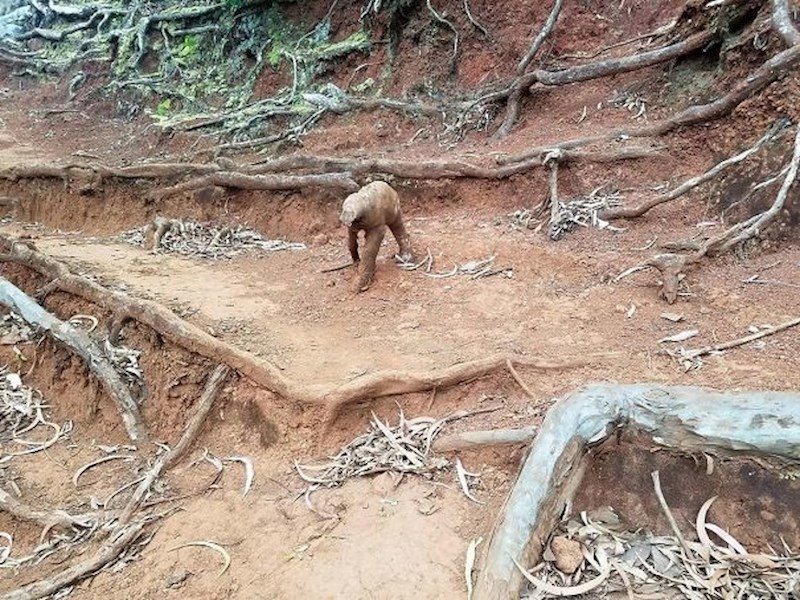 Koja je ovo životinja?