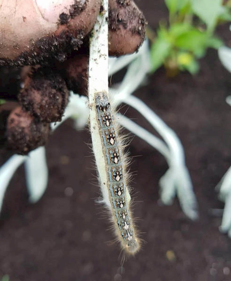 "Dok sam kopao, našao sam gusjenicu koja na svojim leđima ima male pingvine."