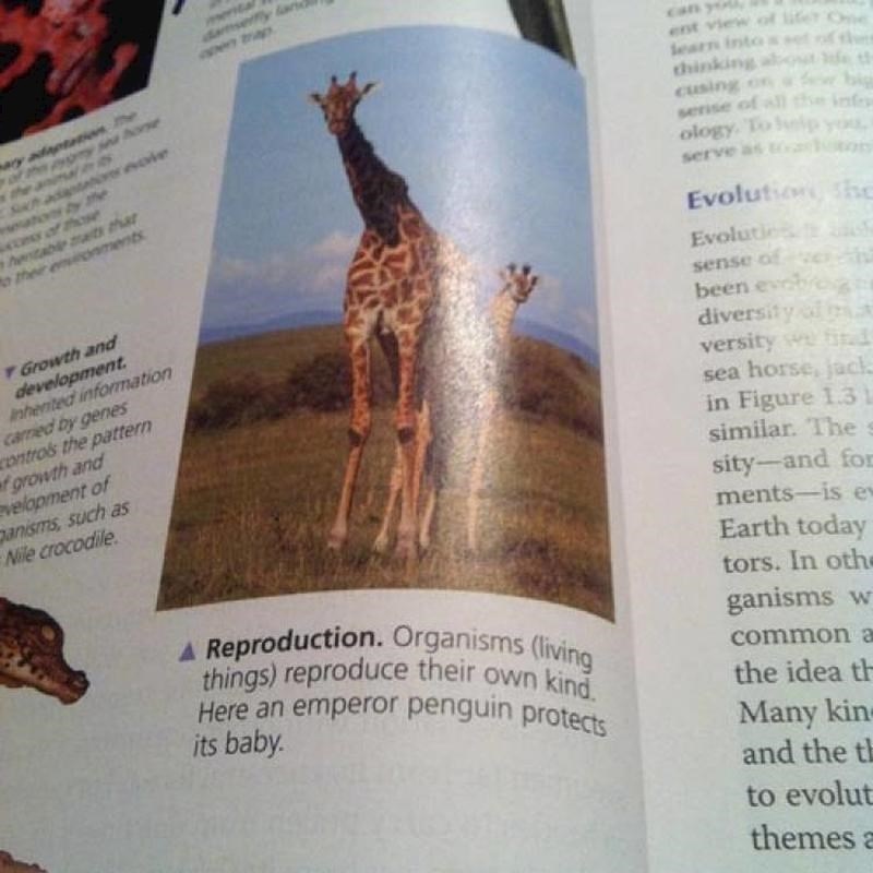 Ovaj "pingvin" ne izgleda baš kao pingvin.