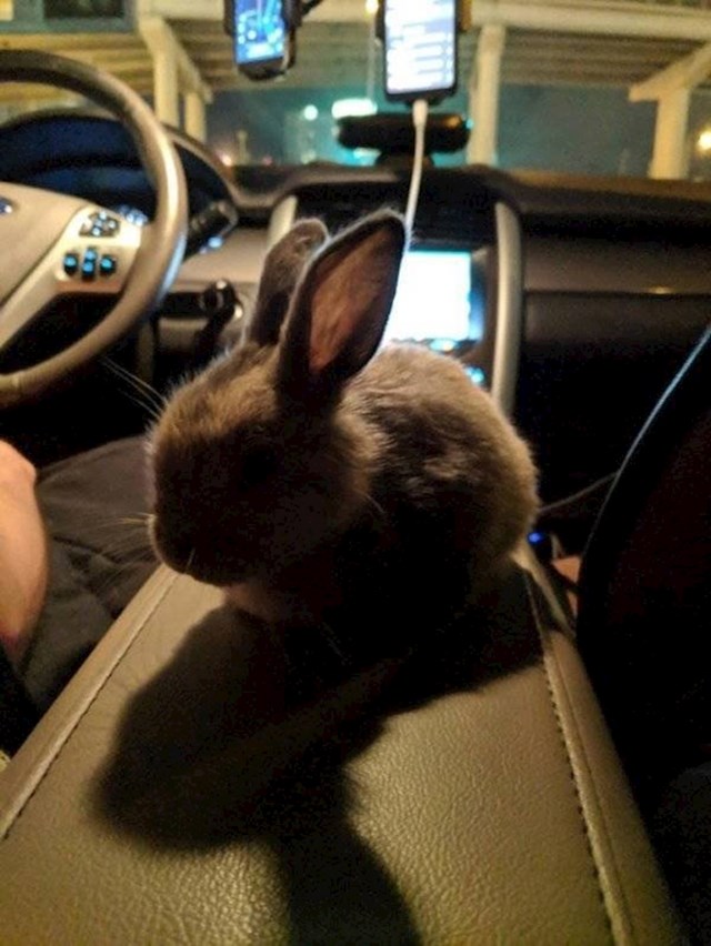 "Moj Uber vozač je imao svog ljubimca u autu - patuljastog zečića!"