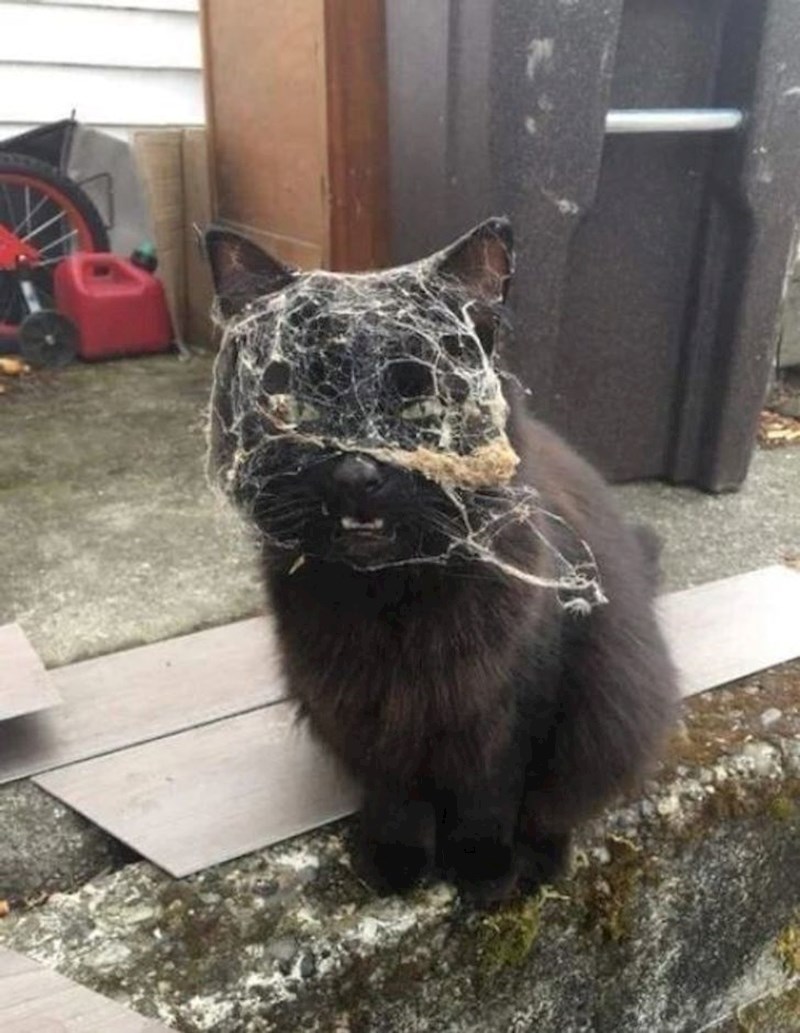 "Vratio se kući nakon što je prebio Spider-Mana."