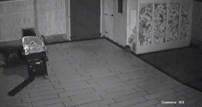 Usred noći su čuli glasne zvukove iz dvorišta, noćna kamera je uhvatila "zločinca"