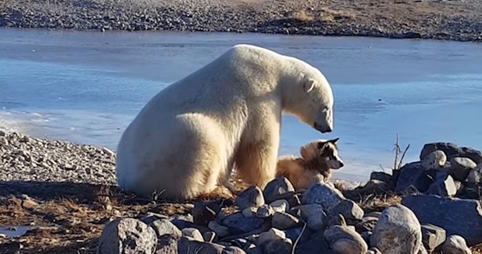 VIDEO Polarni medvjed se približio psu i raznježio zabrinute vlasnike