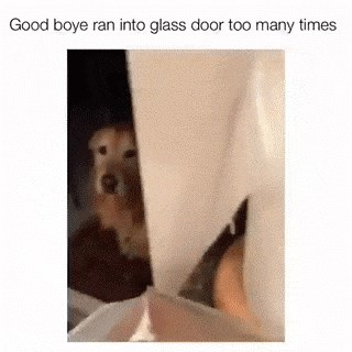 Pas koji se prečesto zabijao u staklo sada je jako oprezan kad mu vlasnici nude poslasticu