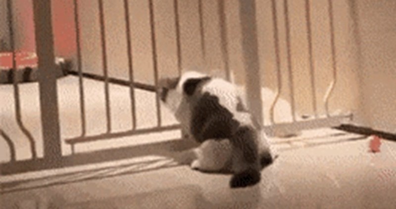 Ova mica maca je vjerovala da ima sve pod kontrolom, no onda se uvalila u kritičnu situaciju