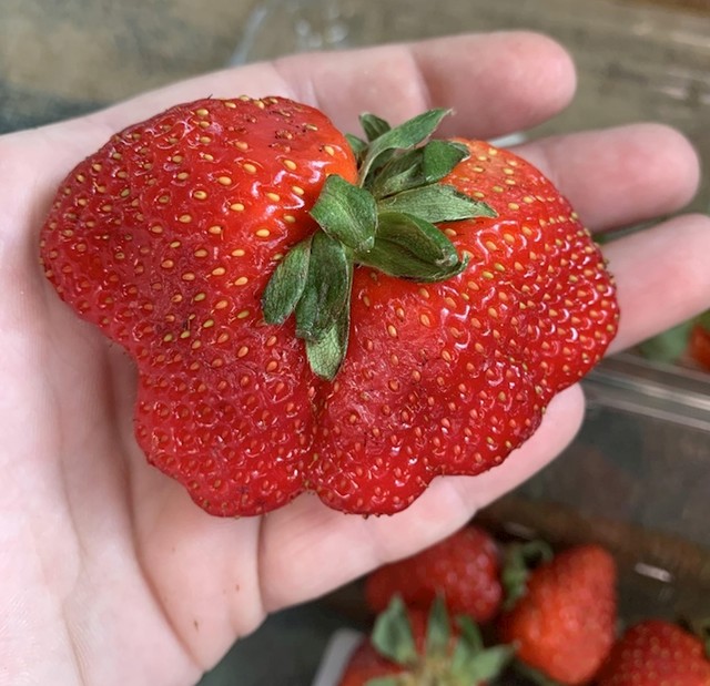 Ova ogromna jagoda pomalo izgleda kao leptir, zar ne?