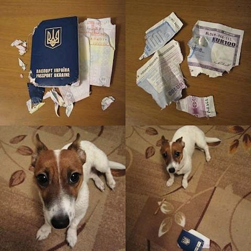 Pas je kriv! Nije se mogao vratiti ni u državu, a kamoli na posao.