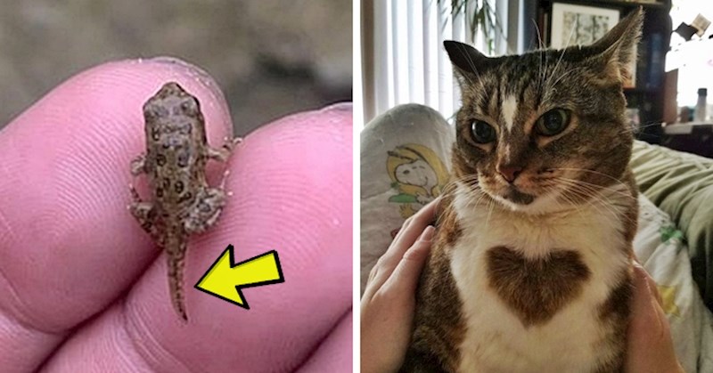 16 nesvakidašnjih fotki koje će vam pokazati da je svijet zanimljiviji nego što mislite