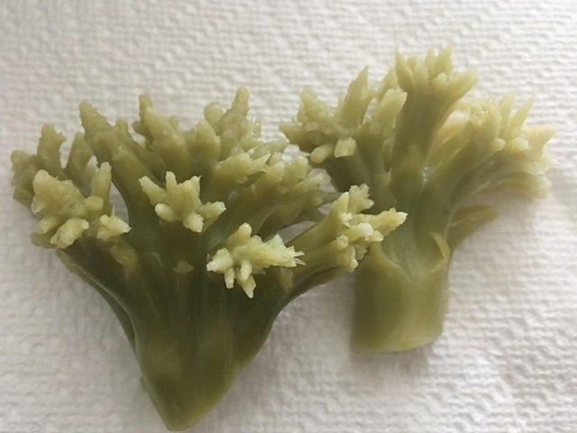 Ovako brokula izgleda nakon što ribice pojedu sve dijelove koji su njima dobri.