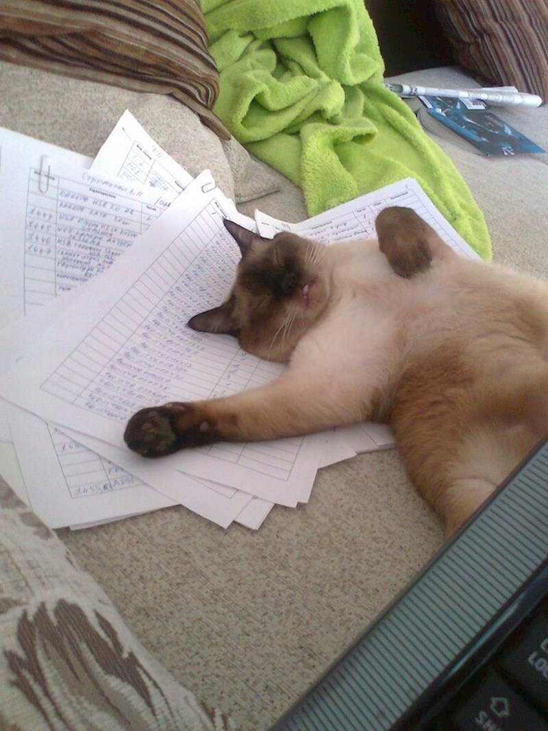 "Ovaj je kao ja, poslijepodne, nakon što dođem kući s posla."