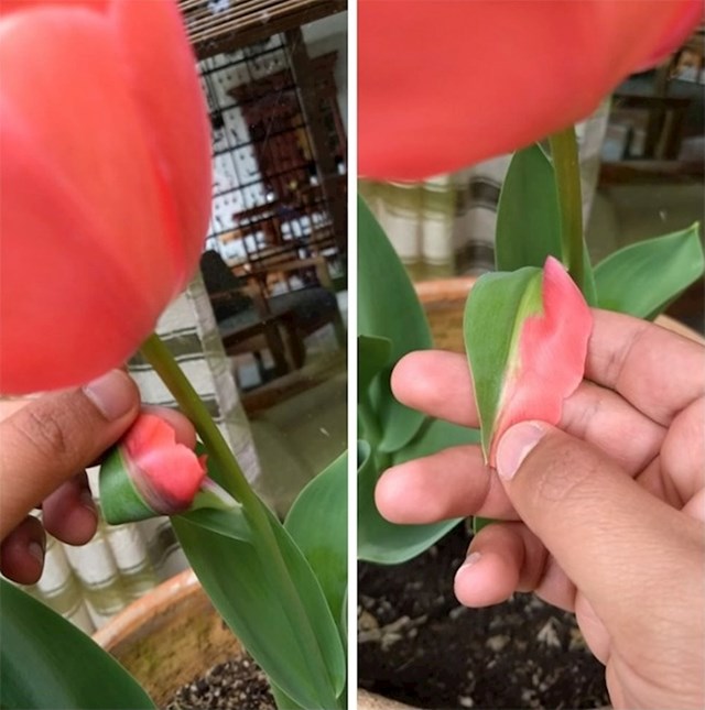 "Moja mama ima tulipan s listom koji se nije mogao odlučiti hoće li biti list ili latica."