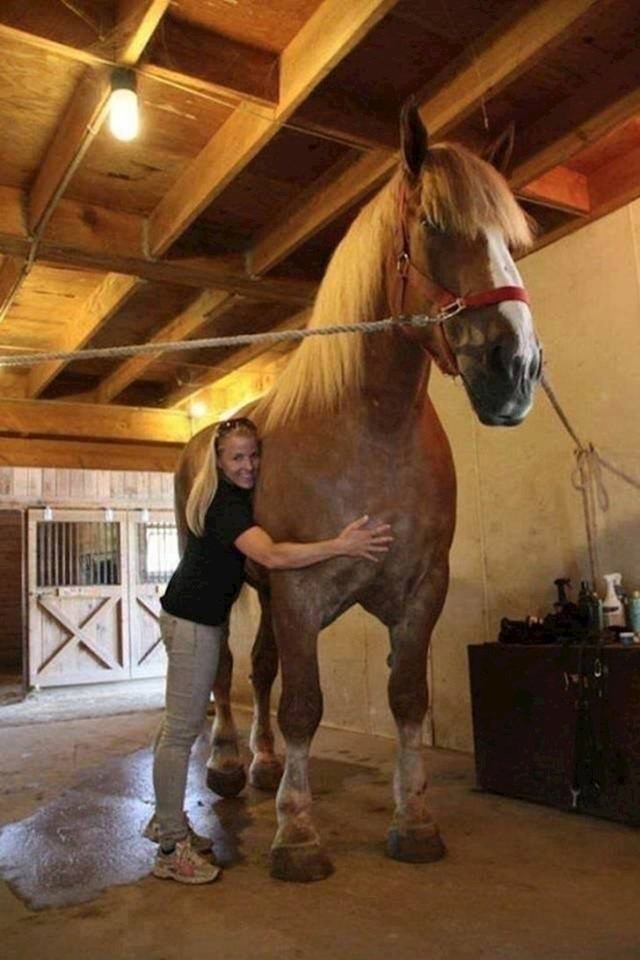 Ovo je Jake, najveći konj na svijetu