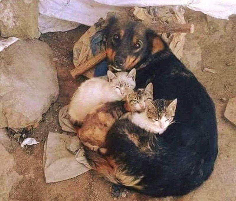 Vlasnici nisu mogli naći svoju kujicu nekoliko dana. Kad su je našli, vidjeli su da je čuvala napuštene mačiće.