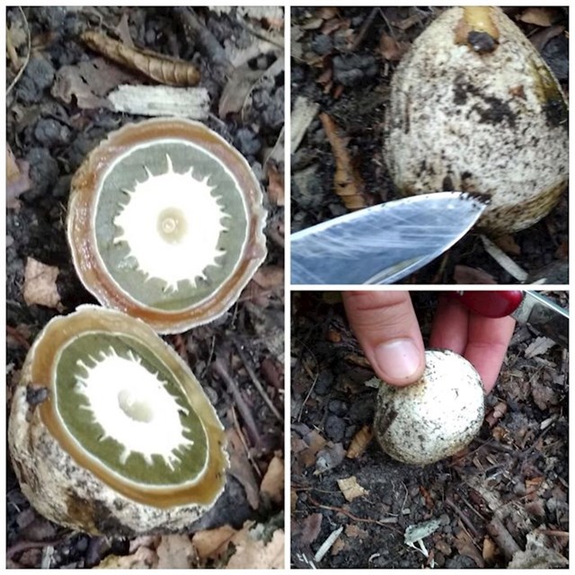 Ova čudna jaja su zapravo gljive.
