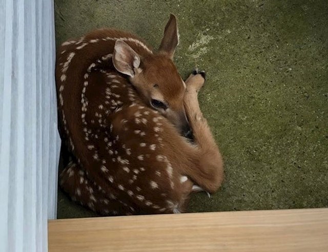 "Moja žena je otvorila ulazna vrata i vidjela ovo. Ovaj mališan je 10 dana čekao da se mama vrati po njega."