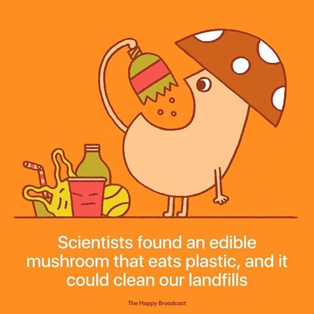 Znanstvenici su pronašli jestivu gljivu koja jede plastiku i koja bi bar malo mogla pročistiti prirodu.