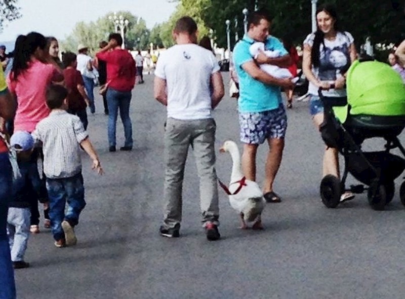 Neki ljudi imaju zaista čudne ljubimce...