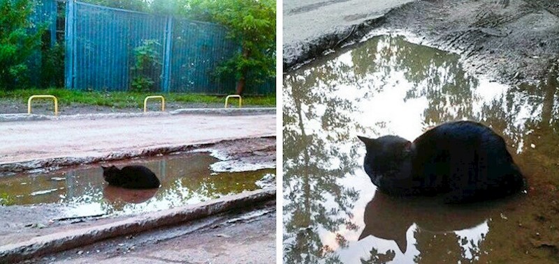 Mačku uopće nije zanimalo što drugi misle o njenom čudnom načinu odmaranja.