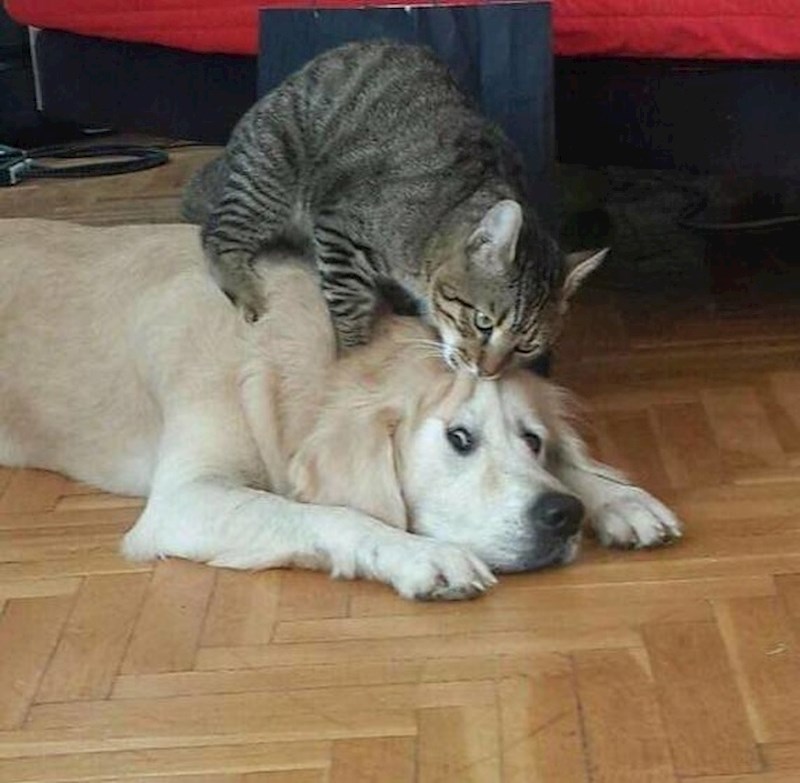 "Mislim da mi treba pomoć!"