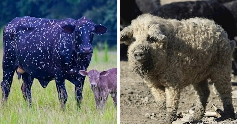 15 životinja koje zbog svog neobičnog izgleda nećete tako lako zaboraviti