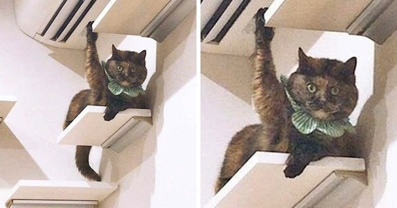 15 mačaka koje će učiniti sve kako bi privukle pažnju svojih vlasnika