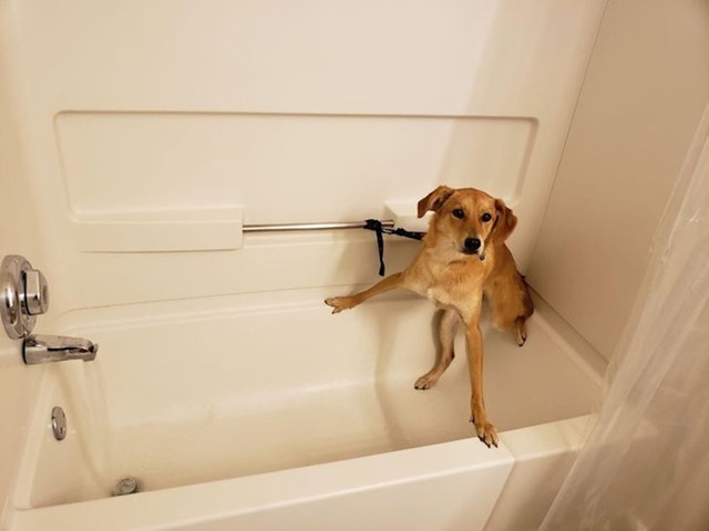 "Mislim da se naš pas ne želi kupati..."