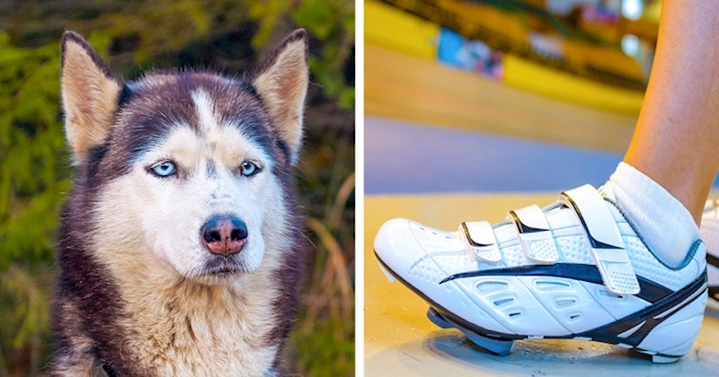 Psi i "čičak traka"