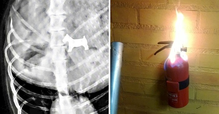 15 fotografija u kojima će uživati ljubitelji ironije