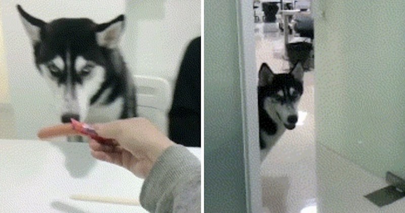 Psu su dali hrenovku, bio je razočaran kad je vidio kako su ga prevarili