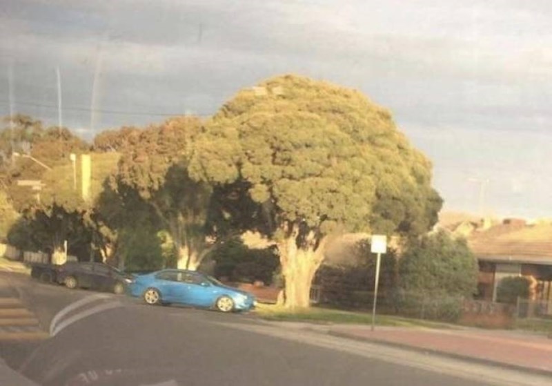 Stablo koje izgleda kao divovska brokula